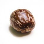 the-seed1-300x225